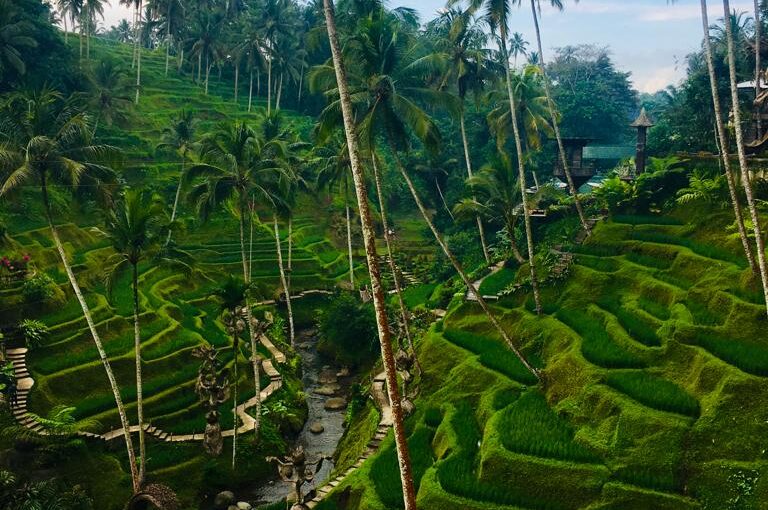 Campo de Arroz/ Rice Field Alas Harum